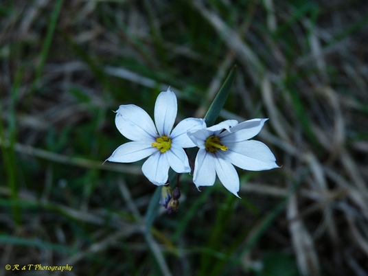 {Sisyrinchium angustifolium}